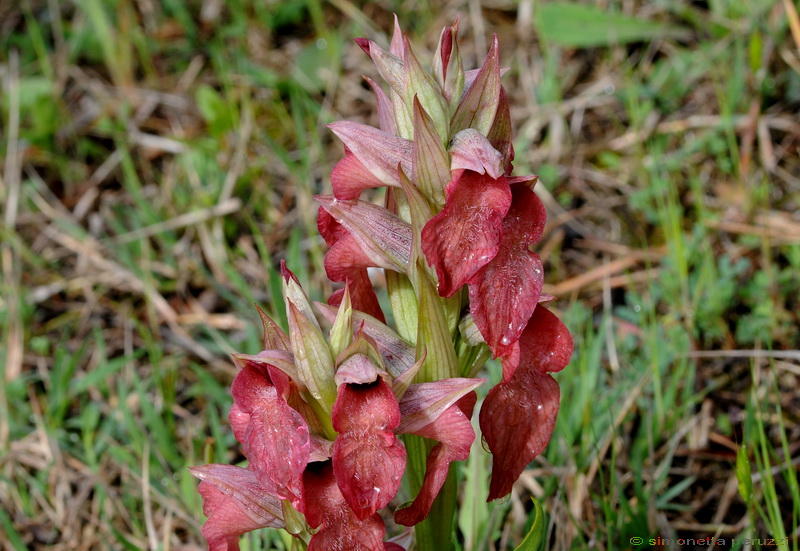 Orchidee del Chianti - Ophrys sphegodes e altre...